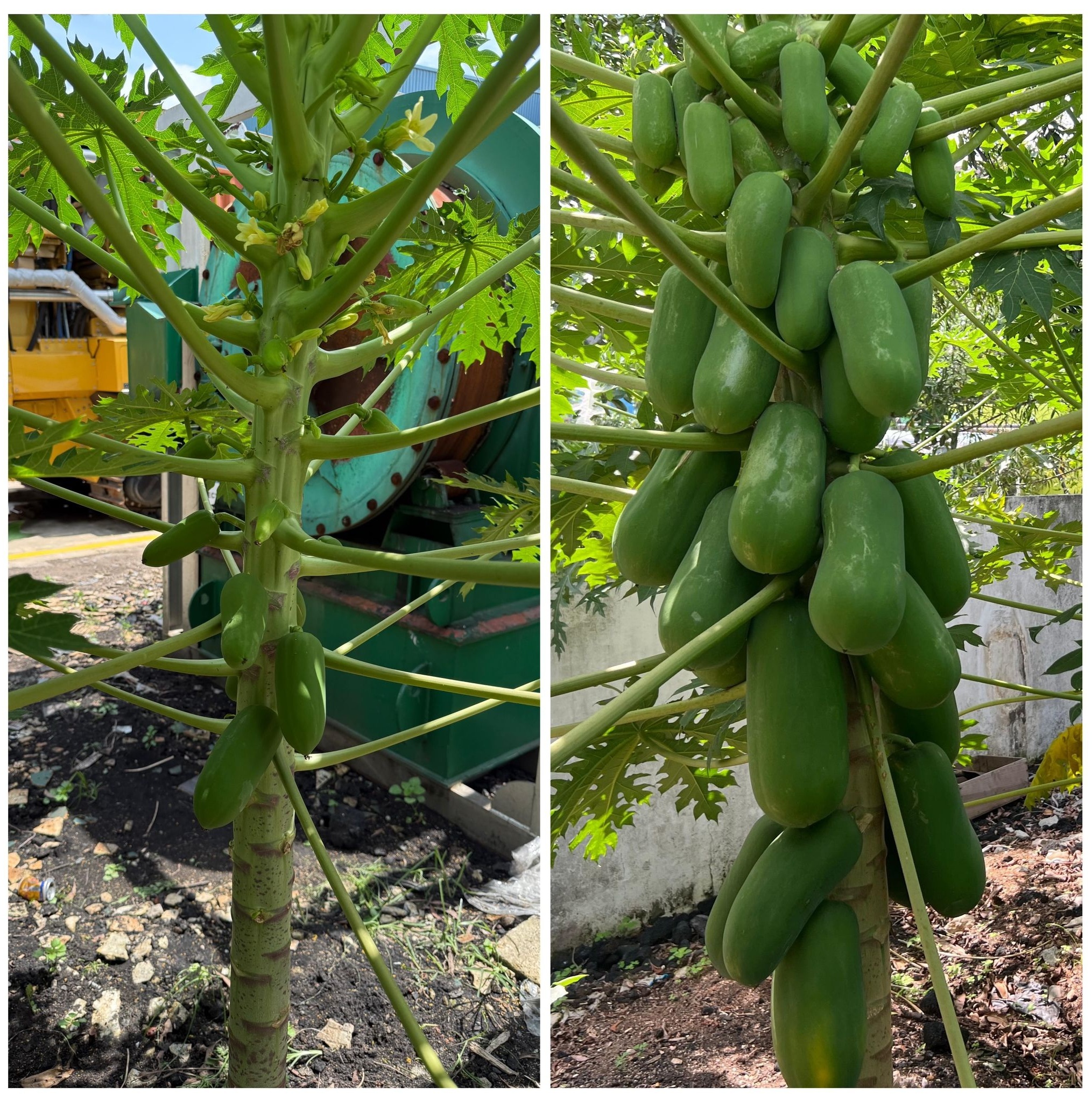 Papaya tree growth before and after applying premium compost mix — showing improved fruit yield and healthy development.
